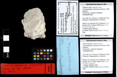 Foto (Objekt + Etiketten) von Tuberosagalathea neojurensis (Patrulius, 1959) 